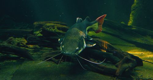 Close-up of fish swimming in aquarium