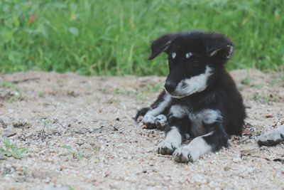 Black dog sitting on field