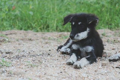 Black dog sitting on field