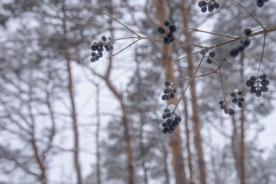 Close-up of frozen plant on snow covered land