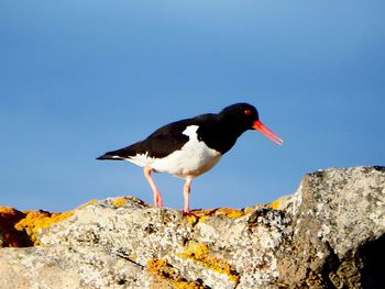 Seagull perching on rock