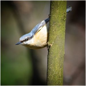 Close-up of bird perching on tree