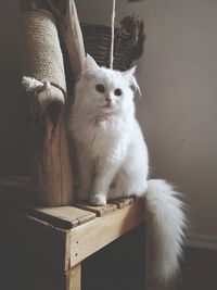 Portrait of white cat