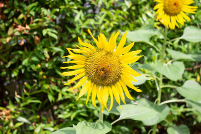 Close-up of honey bee on sunflower