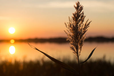 Close-up of reed growing by river against sky during sunset
