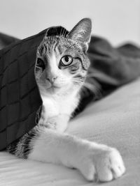 Close-up portrait of a cat