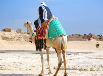 Panoramic view of a horse in desert