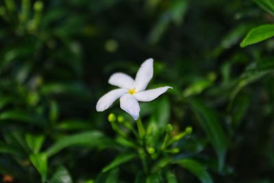 Close-up of white flowering plant