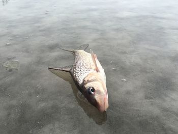 High angle view of fish swimming in sea