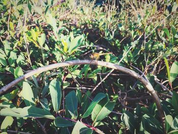 Close-up of lizard on plant