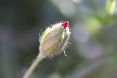 Close-up of flower bud