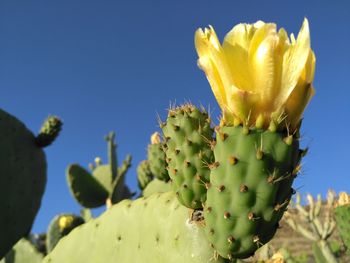 Low angle view of yellow prickly pear cactus against clear blue sky