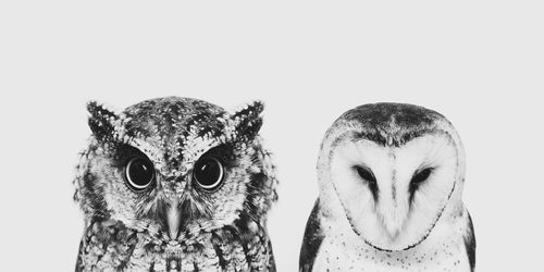 Close-up portrait of owl against white background