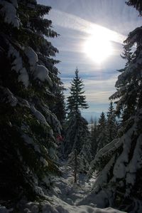 Trees on snow covered landscape