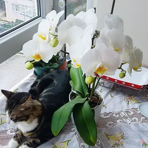 White flower on window sill