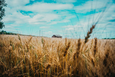 Close-up of wheat field against sky