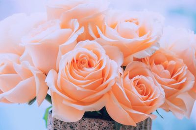 Close-up of roses blooming outdoors