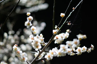 Close-up of white cherry blossoms in spring