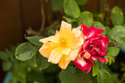 Close-up of yellow rose