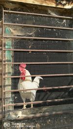 Close-up of bird in cage