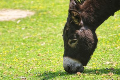 Portrait of a horse on field