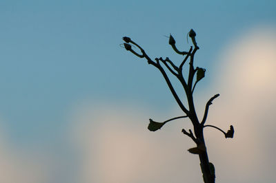 Low angle view of bird perching on tree against clear sky