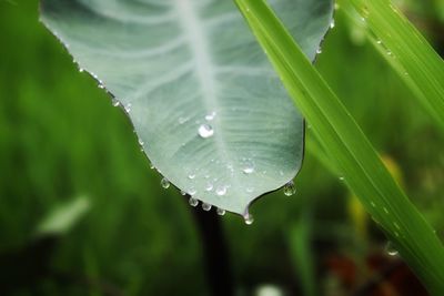 Close-up of water drops on leaf