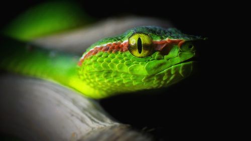 Close-up of green lizard