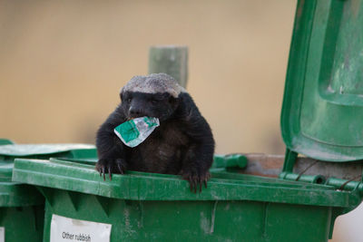 Close-up of a monkey