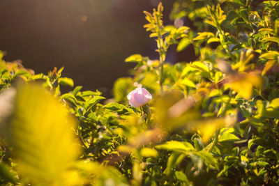 Close-up of purple flowering plants on field