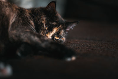 Close-up of cat sleeping