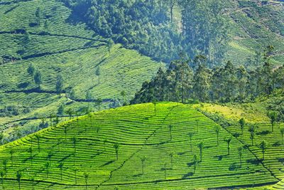 High angle view of tea field