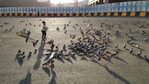 Flock of birds on sand