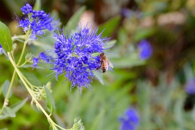 Close-up of bee on purple flower