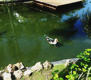 High angle view of bird in lake