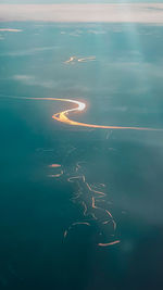 High angle view of jellyfish swimming in sea