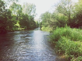 River amidst trees in forest