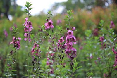 Close-up of pink flowering plants on field