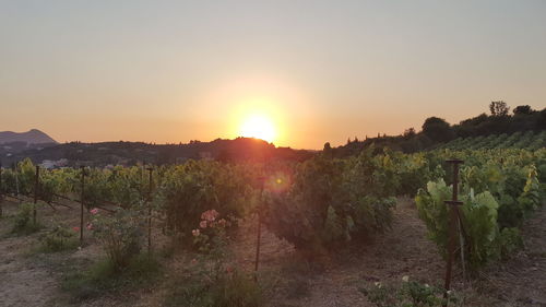 Scenic view of vineyard against sky during sunset