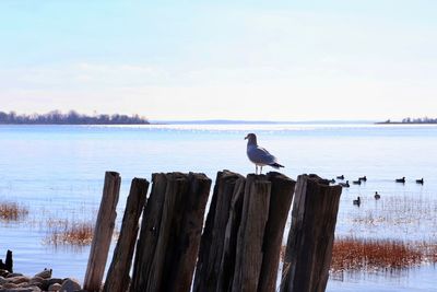 Seagull perching on wooden post