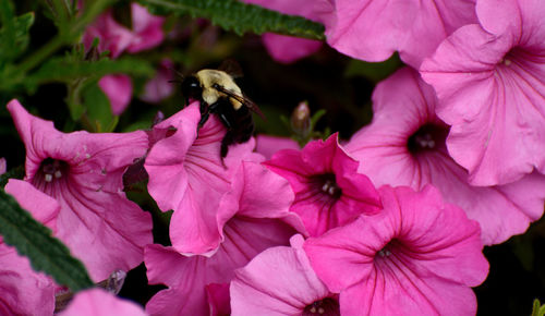 Close-up of insect on pink flowering plant