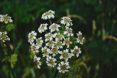 Close-up of flowers blooming outdoors