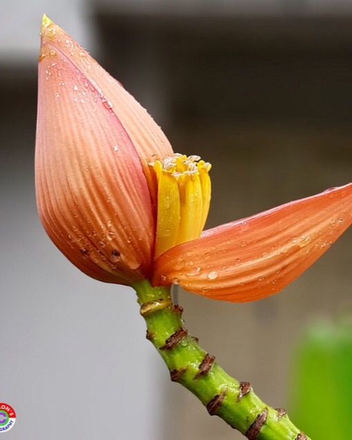 growth, close-up, no people, nature, freshness, plant, day, flower, beauty in nature, fragility, outdoors, flower head