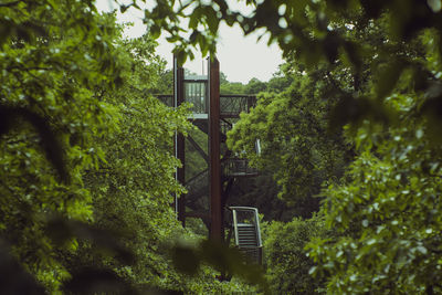 Steps amidst trees