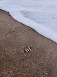 High angle view of crab on beach