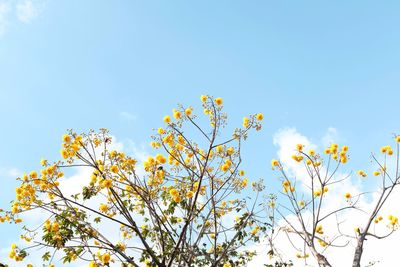 Low angle view of flowering plant against blue sky