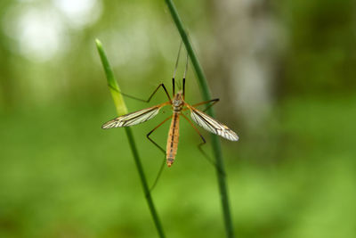 Close-up of insect