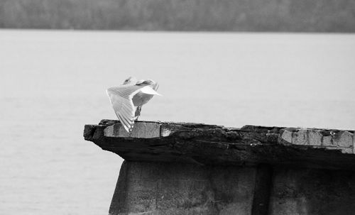 Side view of bird perching on wood against puget sound