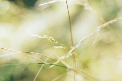 Close-up of plant against blurred background