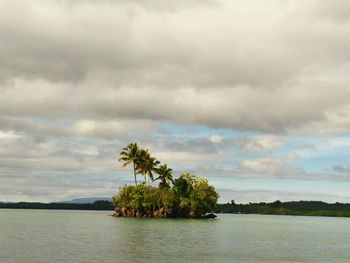 Palm trees on beach against sky